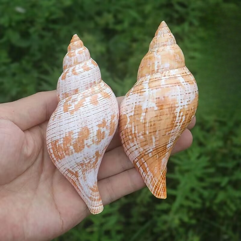 Naturalne muszle tulipany, śli – Aquarium Fish Popular recenzja i cena