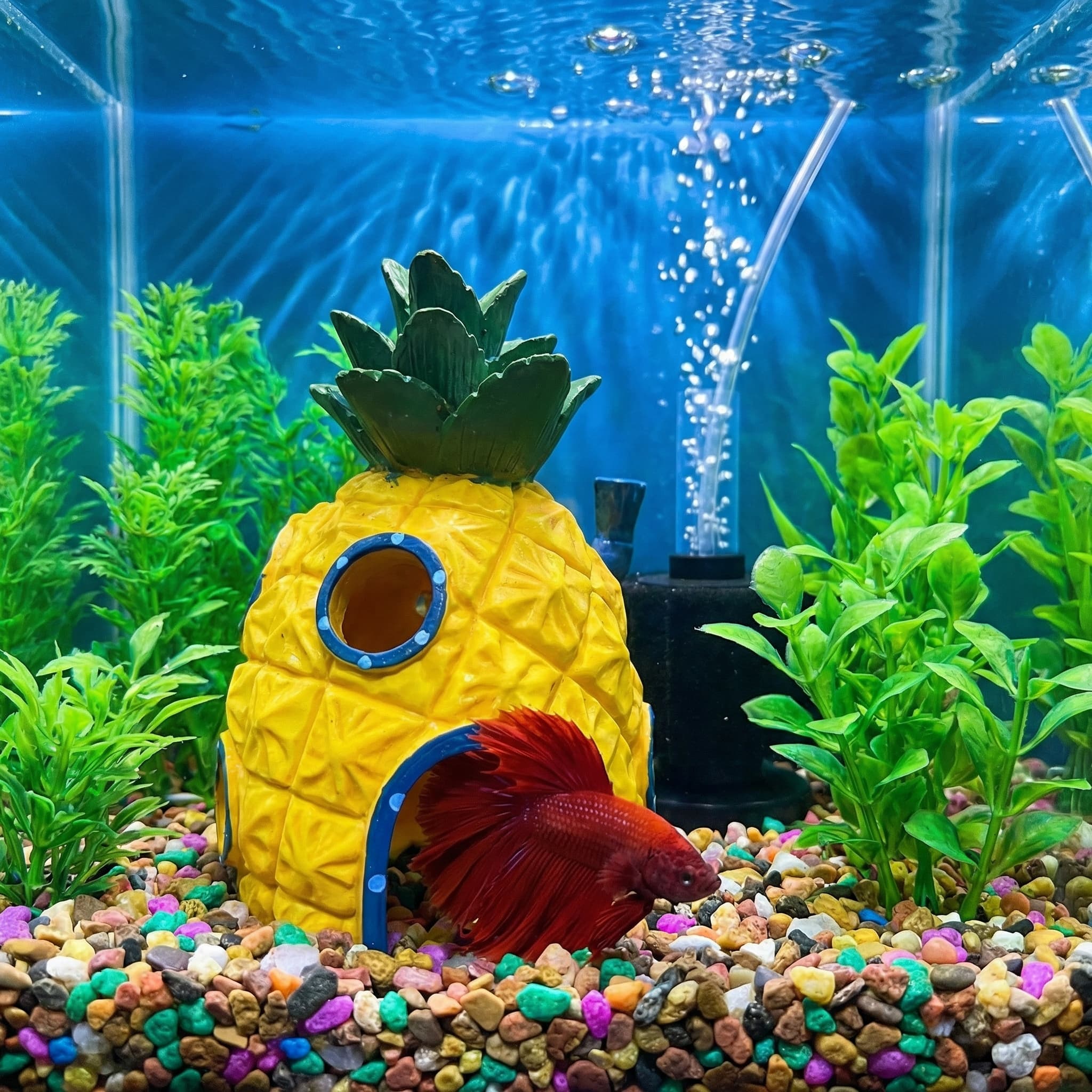 Dekoracja akwariowa w kształci – Aquarium Fish Games recenzja i cena